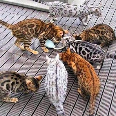 Bengal cats