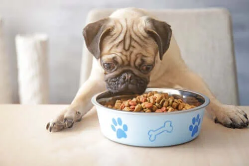 hypoallergenic food dog
